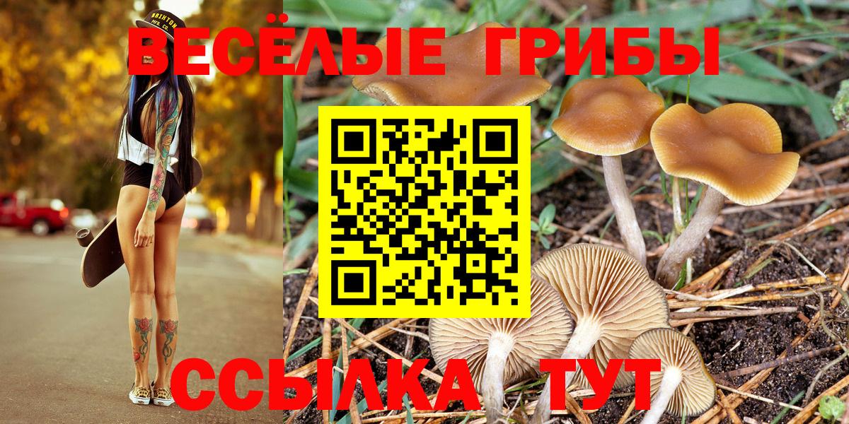 Галлюциногенные грибы Psilocybe Ахтубинск